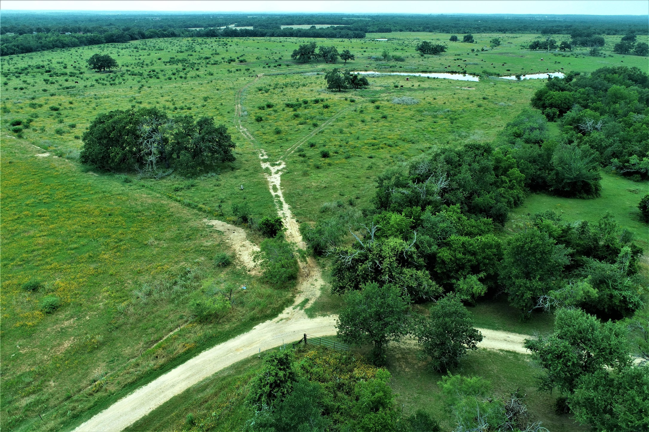 Tbd Cannon Snap Road Milano, TX 76556 - Photo 4 of 7 a view of a green field with lots of bushes