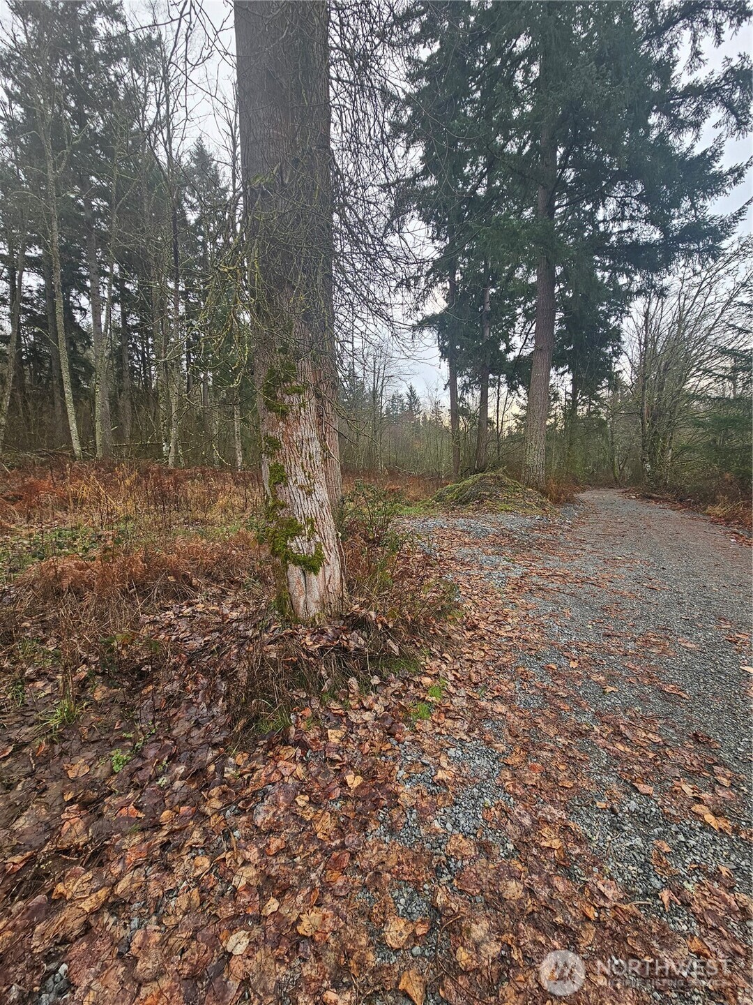 25905 96th Avenue East Graham, WA 98338 - Photo 3 of 6 a view of a yard with trees