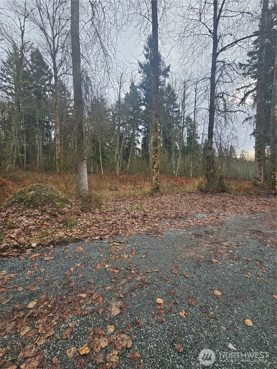 25905 96th Avenue East Graham, WA 98338 - Photo 5 of 6 a backyard of a house with lots of green space