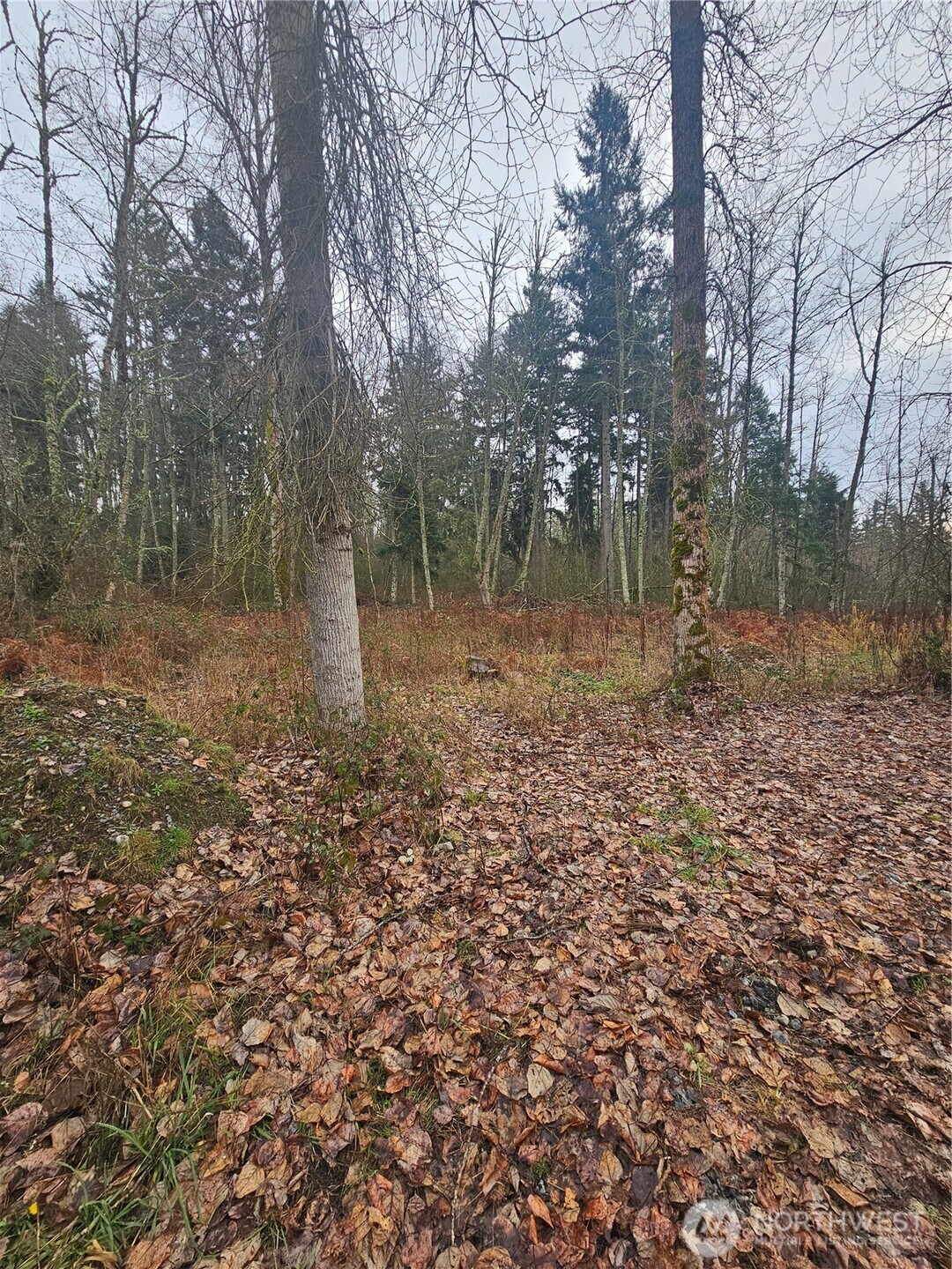 25905 96th Avenue East Graham, WA 98338 - Photo 6 of 6 a backyard of a house with lots of green space