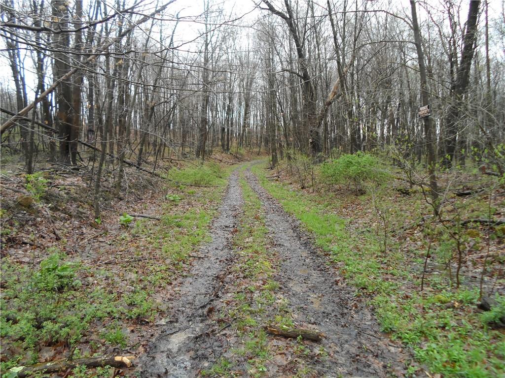 0 Bullion Road Polk, PA 16342 - Photo 5 of 8 a view of a lush green forest