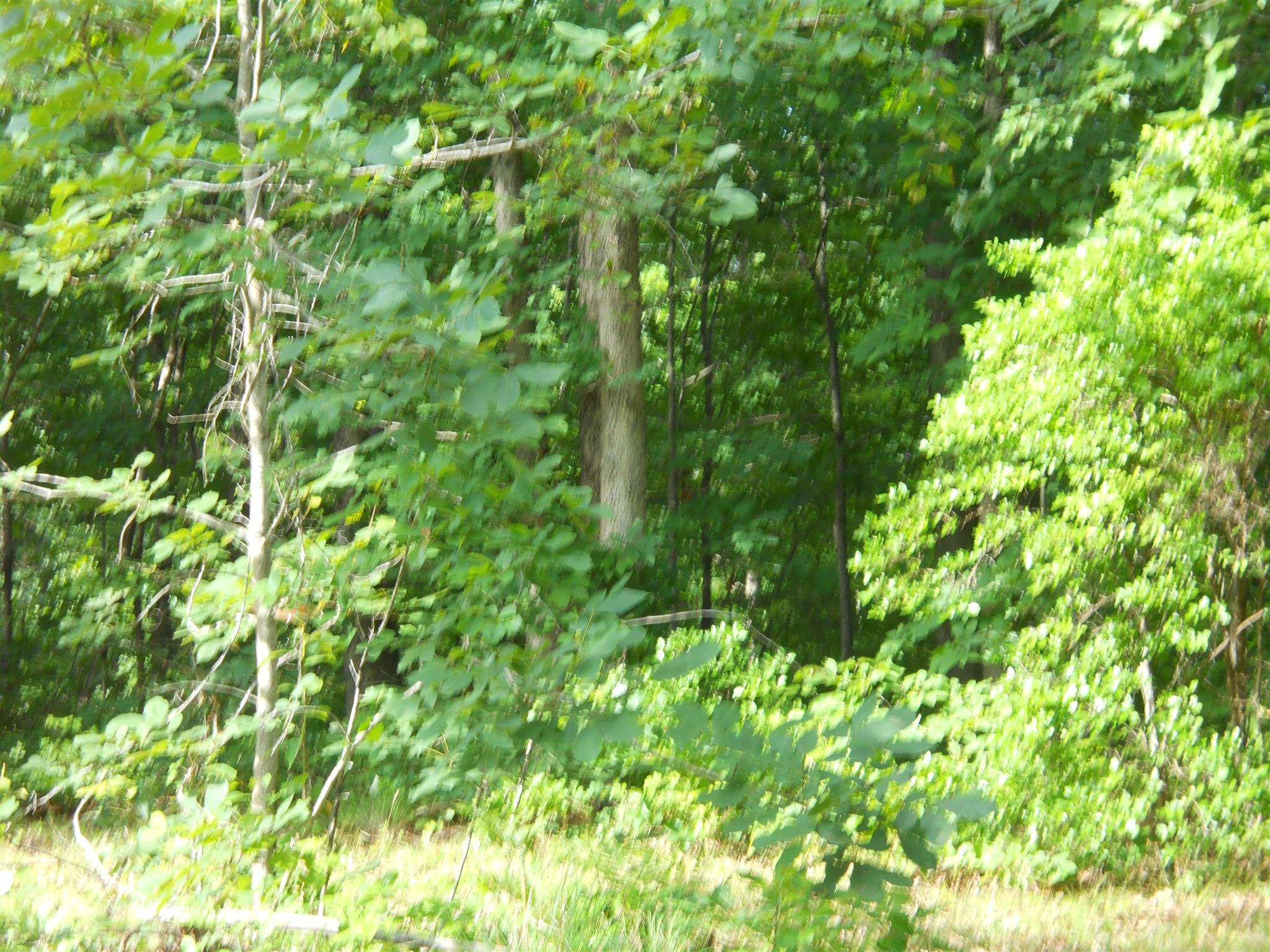 106 South Ridge Road Hohenwald, TN 38462 - Photo 4 of 5 Woods on property. Property mostly wooded.