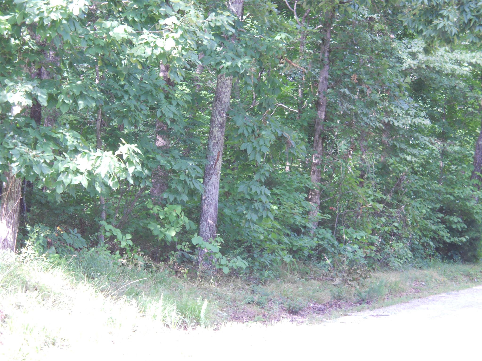 106 South Ridge Road Hohenwald, TN 38462 - Photo 5 of 5 Woods along paved county road.