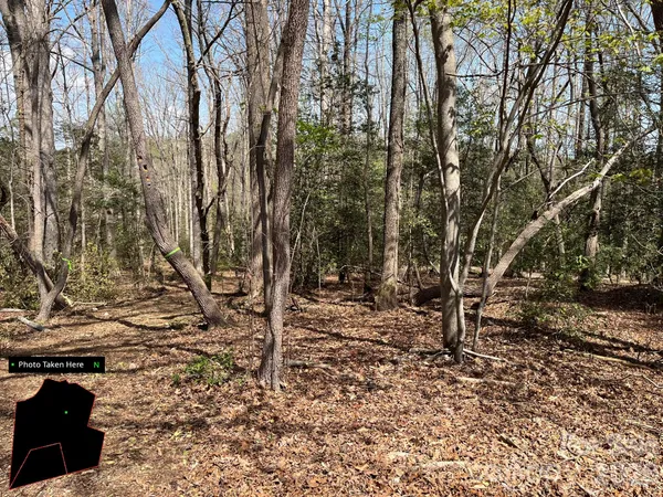 a view of a forest filled with trees