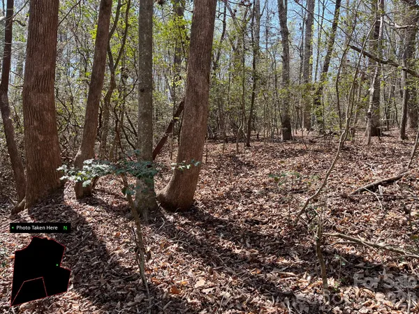 a view of a forest with trees