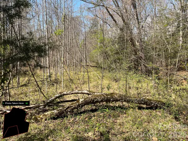 a view of a bunch of trees and bushes