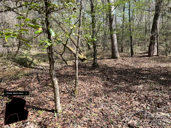 a view of a forest with trees