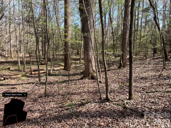 a view of a forest with trees