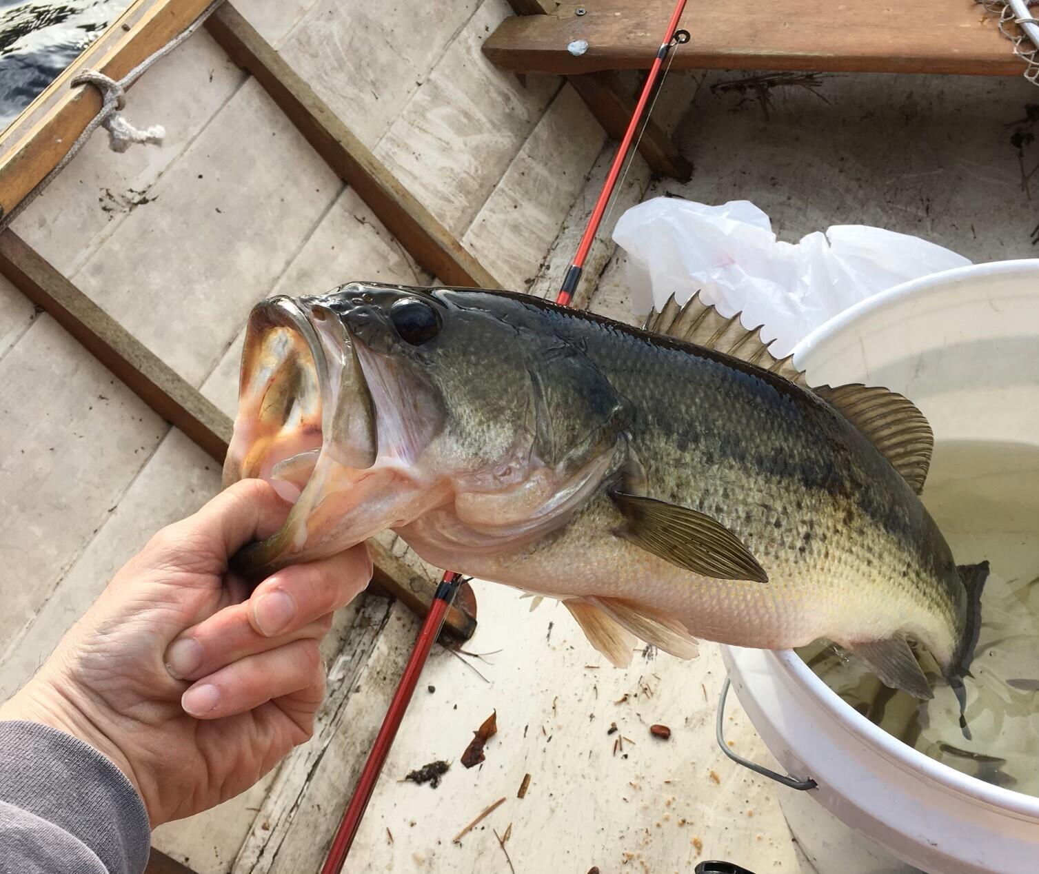 Lot #35 Hubbards Cove Road Shapleigh, ME 04076 - Photo 18 of 19 fish4