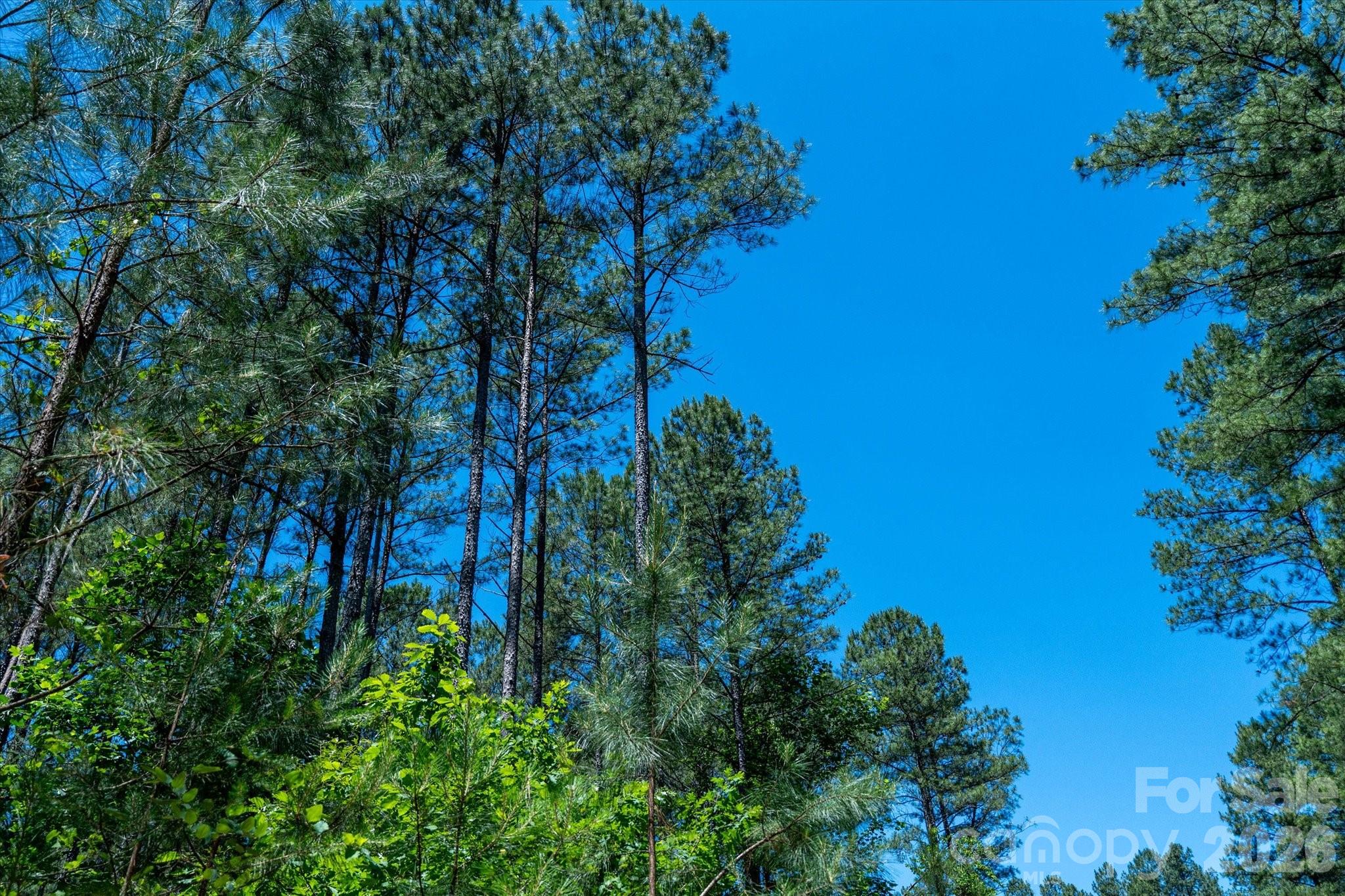 99999 Thompson Lake Road Rutherfordton, NC 28139 - Photo 19 of 24