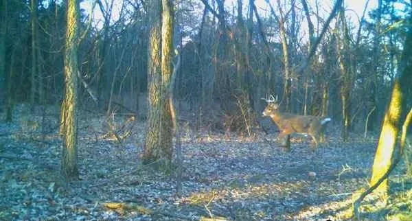 $800,000 | 1244 Southwest 101st Road, Chilhowee, MO 64733