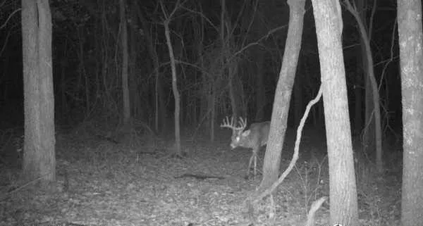 $800,000 | 1244 Southwest 101st Road, Chilhowee, MO 64733