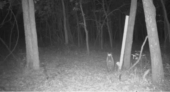 $800,000 | 1244 Southwest 101st Road, Chilhowee, MO 64733