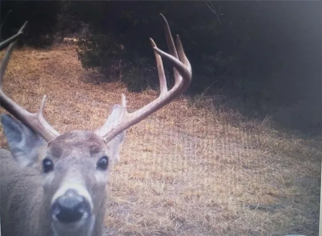 $800,000 | 1244 Southwest 101st Road, Chilhowee, MO 64733