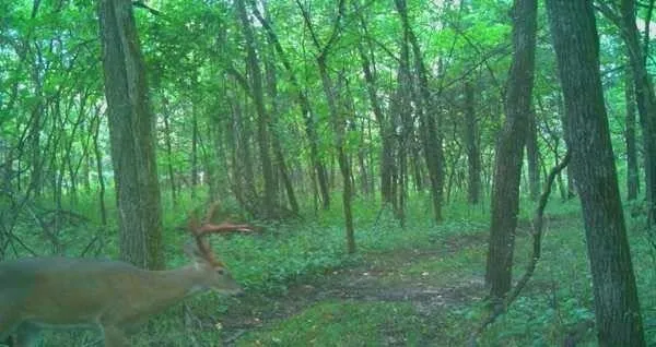 $800,000 | 1244 Southwest 101st Road, Chilhowee, MO 64733