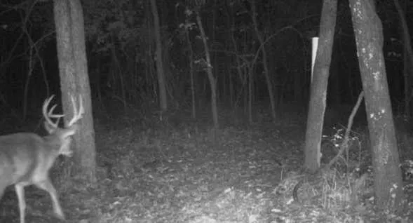 $800,000 | 1244 Southwest 101st Road, Chilhowee, MO 64733