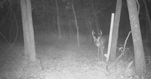 $800,000 | 1244 Southwest 101st Road, Chilhowee, MO 64733