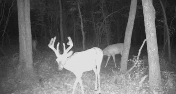 $800,000 | 1244 Southwest 101st Road, Chilhowee, MO 64733