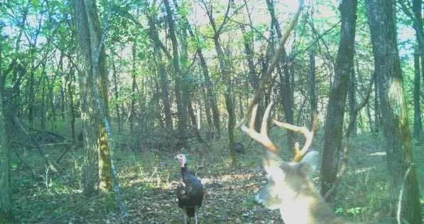 $800,000 | 1244 Southwest 101st Road, Chilhowee, MO 64733