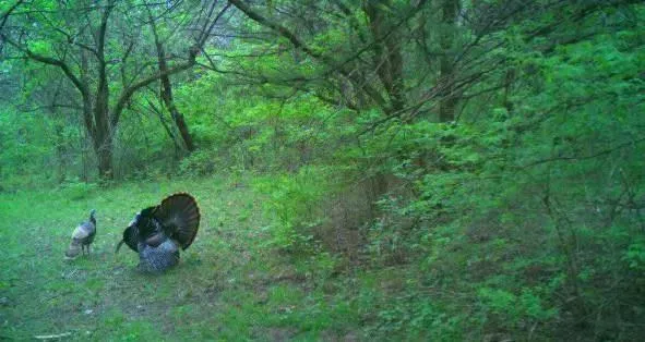 $800,000 | 1244 Southwest 101st Road, Chilhowee, MO 64733