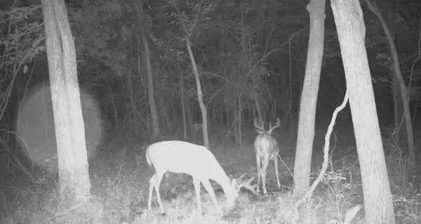 $800,000 | 1244 Southwest 101st Road, Chilhowee, MO 64733