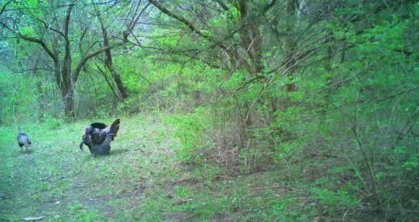 $800,000 | 1244 Southwest 101st Road, Chilhowee, MO 64733