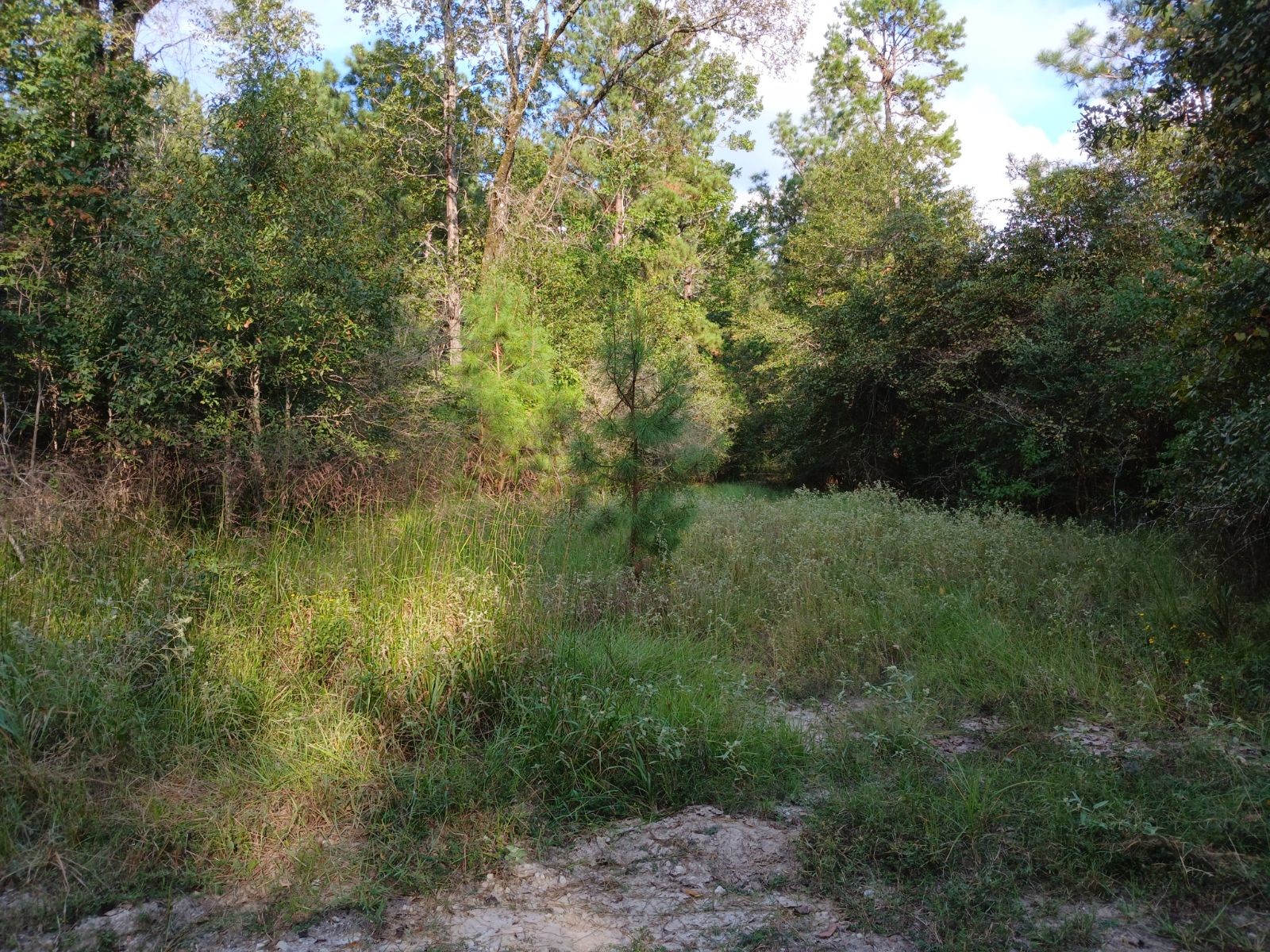 111 Bill Jones Road Groveton, TX 75845 - Photo 2 of 6 a view of a lush green forest with lots of trees
