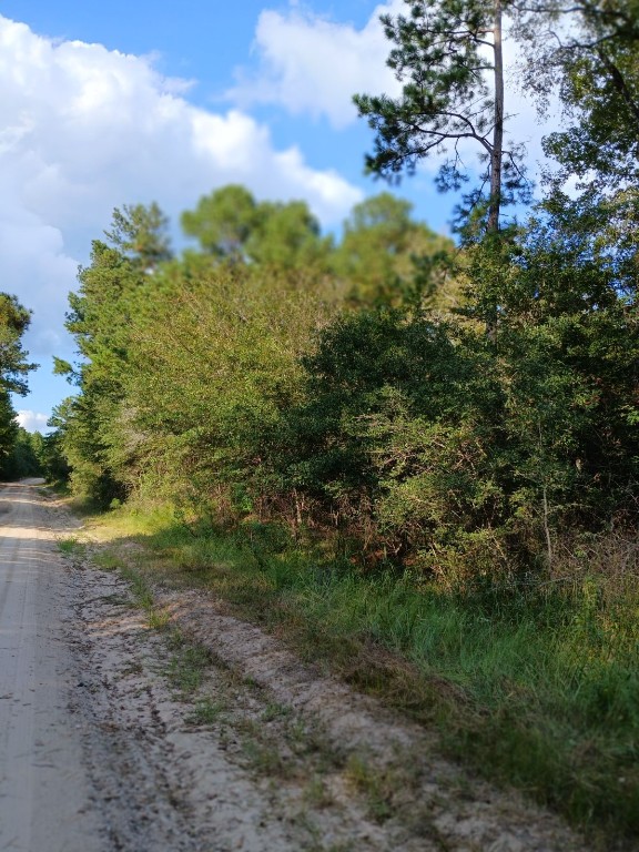 111 Bill Jones Road Groveton, TX 75845 - Photo 3 of 6 a view of a yard with plants and a tree