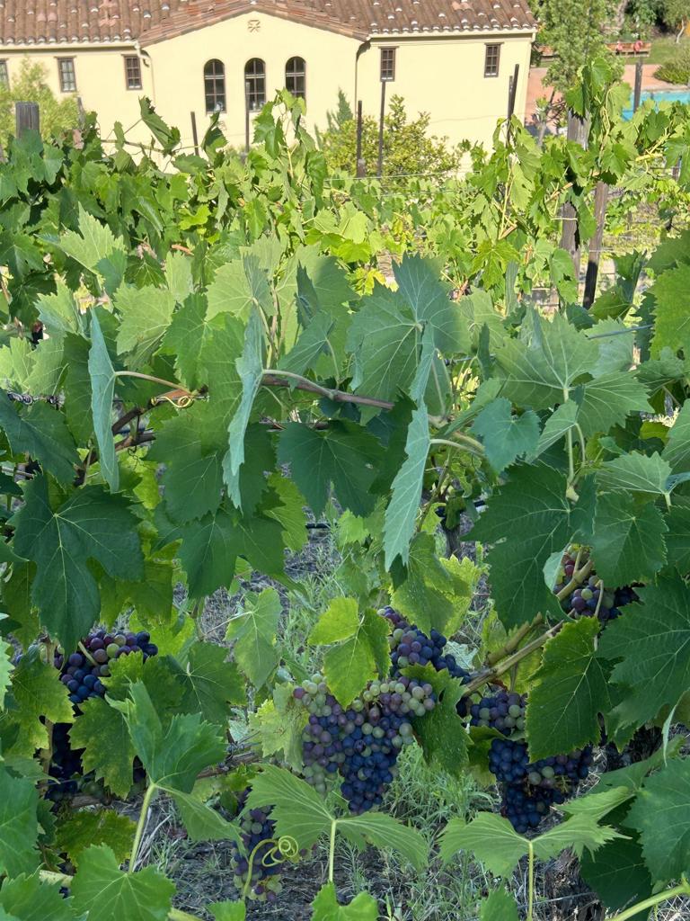 17284 Reflections Circle San Diego, CA 92127 - Photo 51 of 53