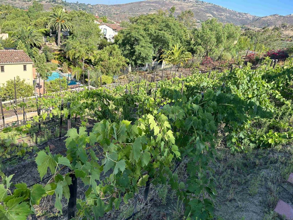 17284 Reflections Circle San Diego, CA 92127 - Photo 52 of 53 a view of a lush green forest with lots of trees