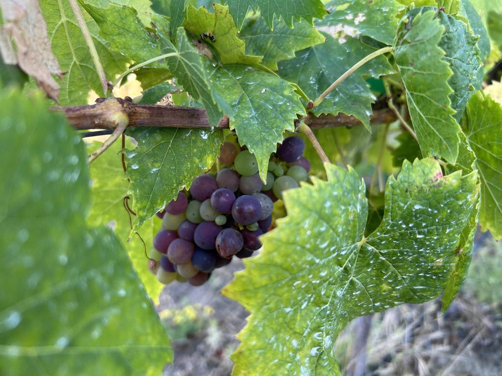 17284 Reflections Circle San Diego, CA 92127 - Photo 53 of 53 a view of a tree with a tree in a yard