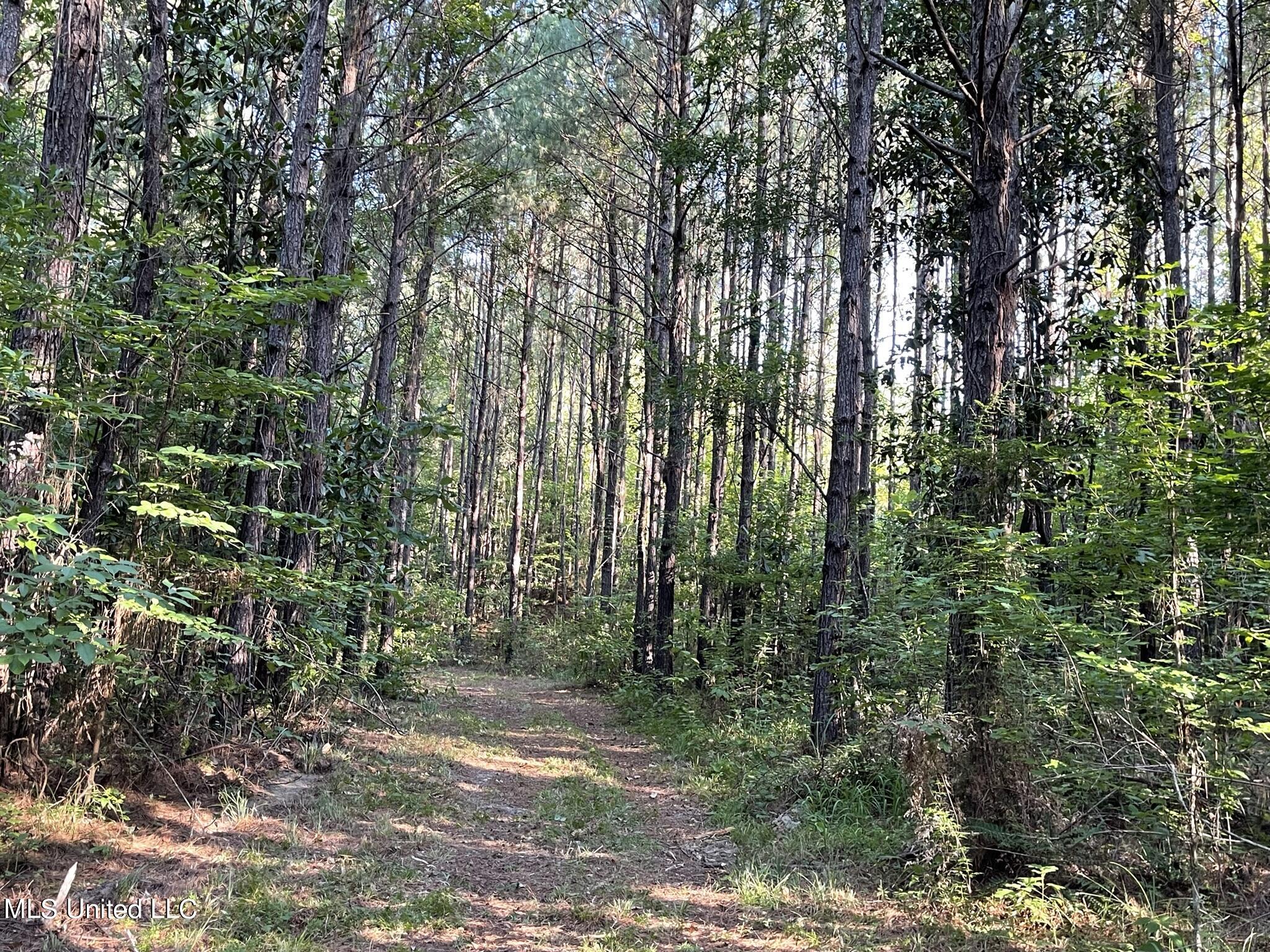Seale Road Roxie, MS 39661 - Photo 28 of 59 IMG_5346