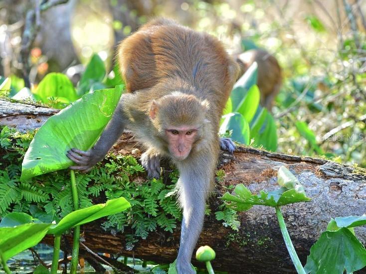 12 Hemlock Cir Way Ocala, FL 34472 - Photo 31 of 32 a close up of a flower in a garden