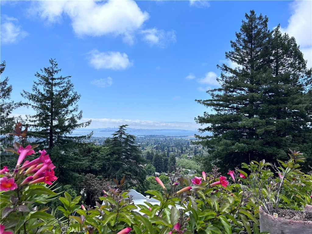 1009 Keith Avenue Berkeley, CA 94708 - Photo 2 of 36 a view of a flower in a yard