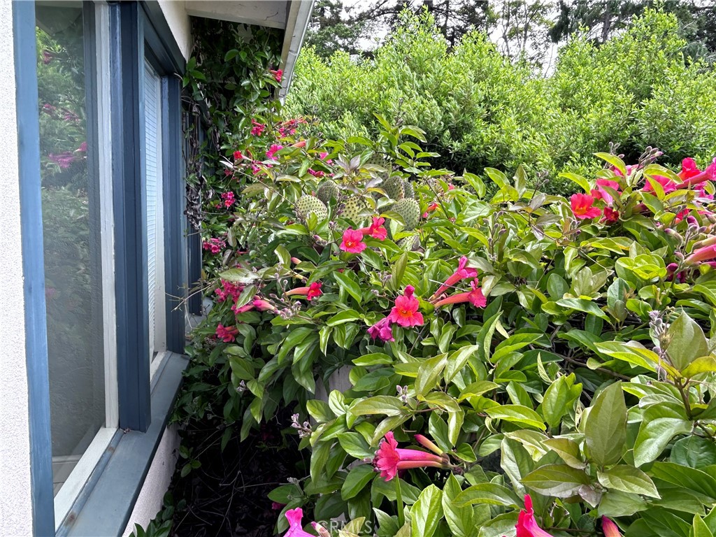 1009 Keith Avenue Berkeley, CA 94708 - Photo 3 of 36 a flower view