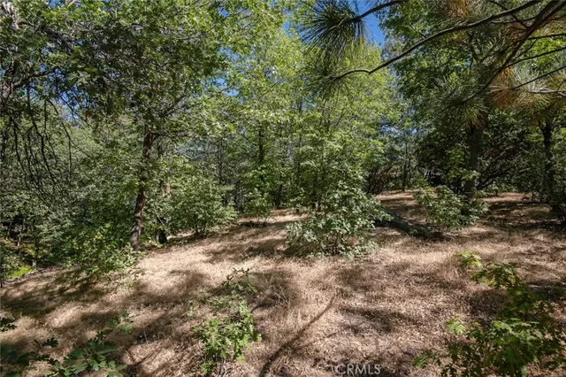 a view of a forest with trees in the background
