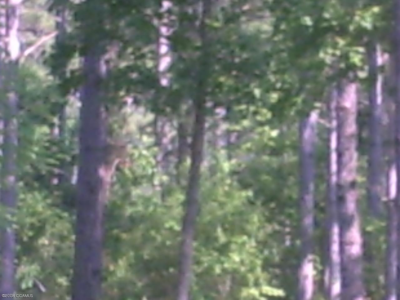 woods