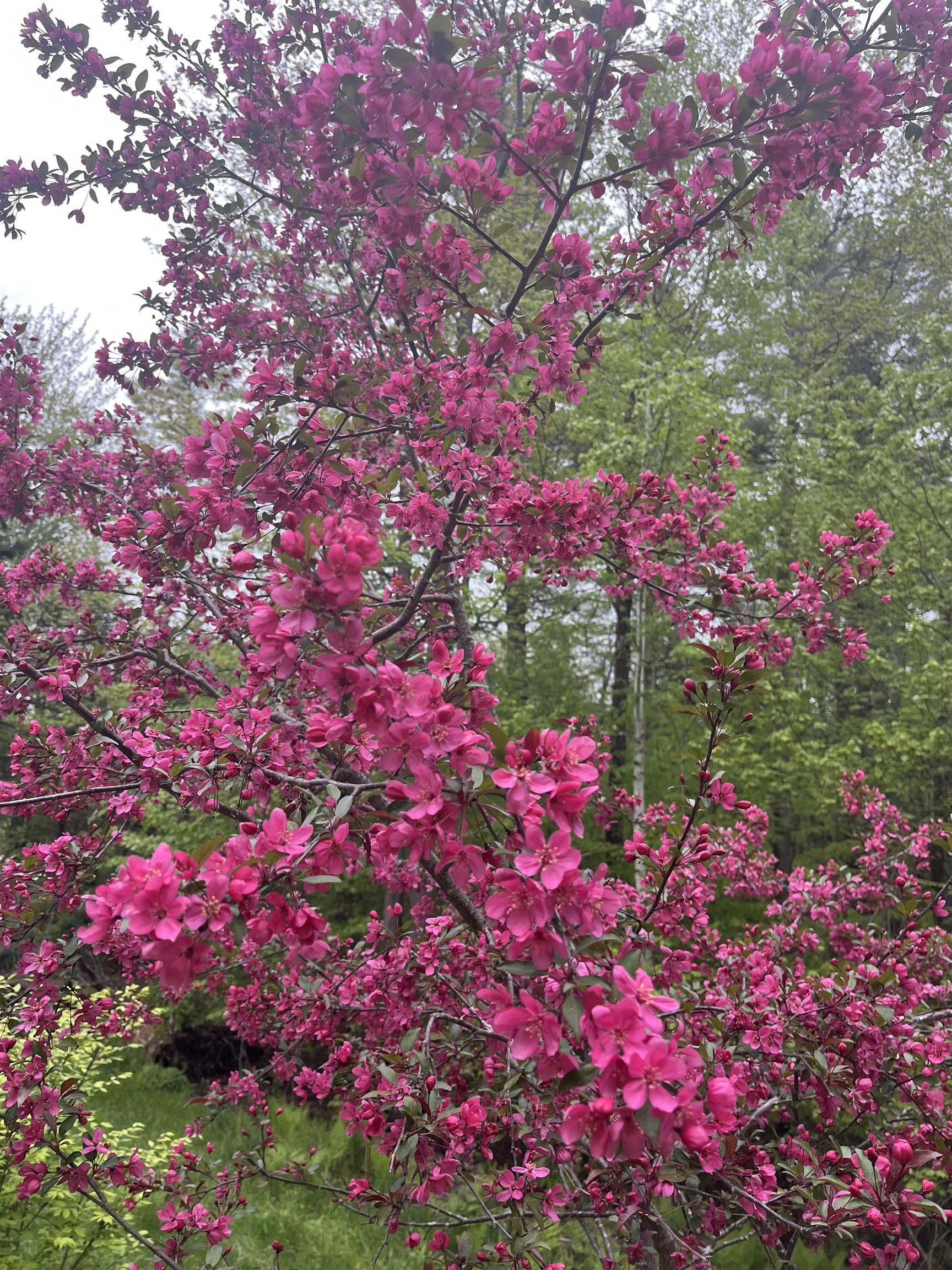 83 Jackson Drive Washington, NH 03280 - Photo 26 of 34