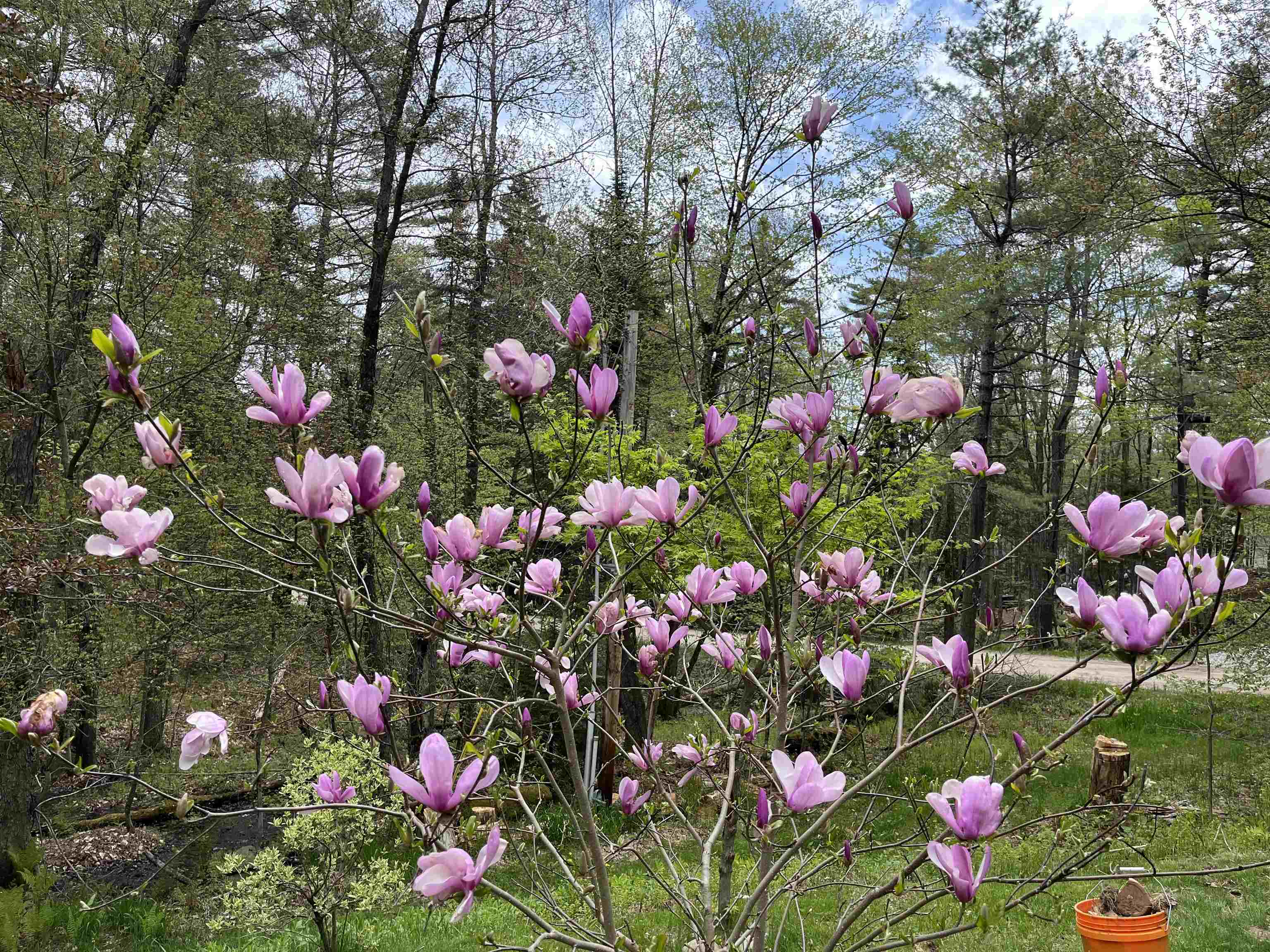 83 Jackson Drive Washington, NH 03280 - Photo 28 of 34
