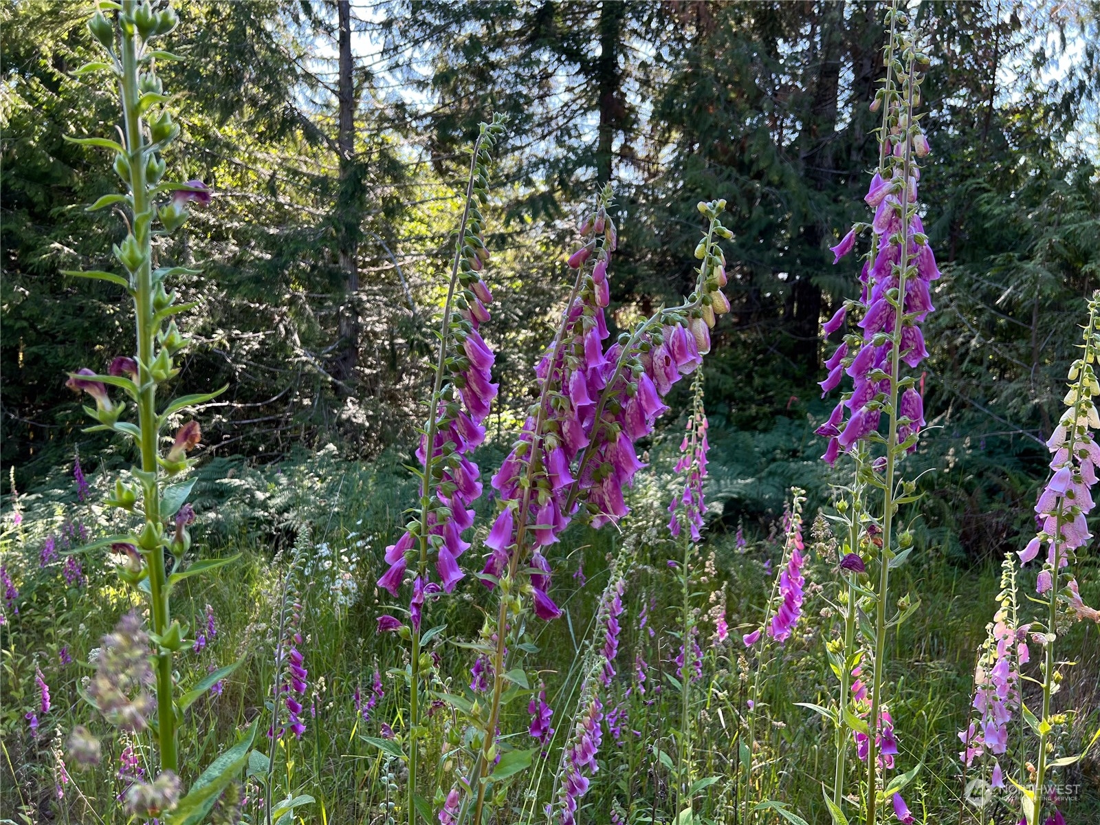 2-xxxx Mt Jupiter Road Brinnon, WA 98320 - Photo 16 of 29