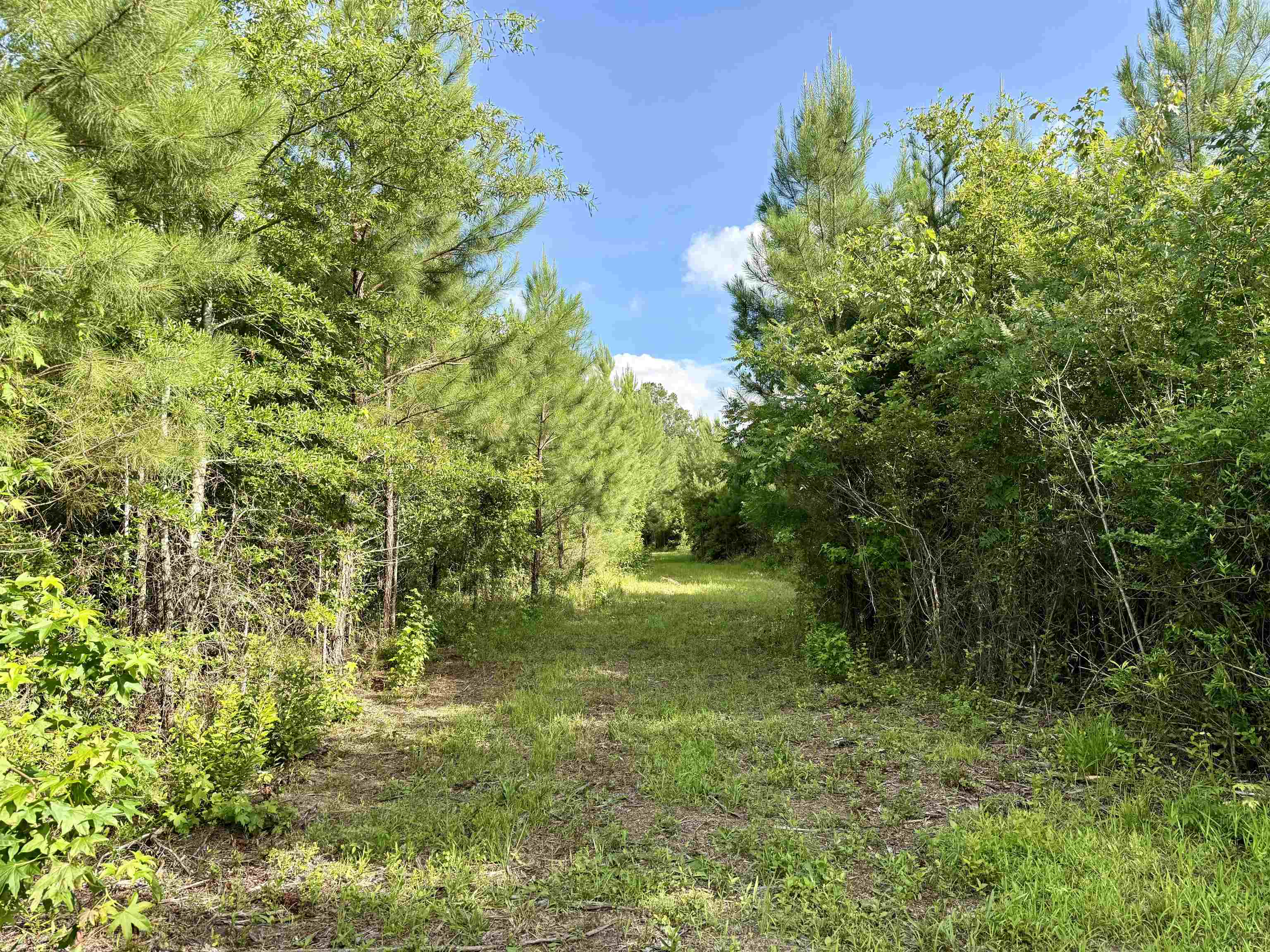 85-acres - Muddy Creek Road Hemingway, SC 29554 - Photo 6 of 31