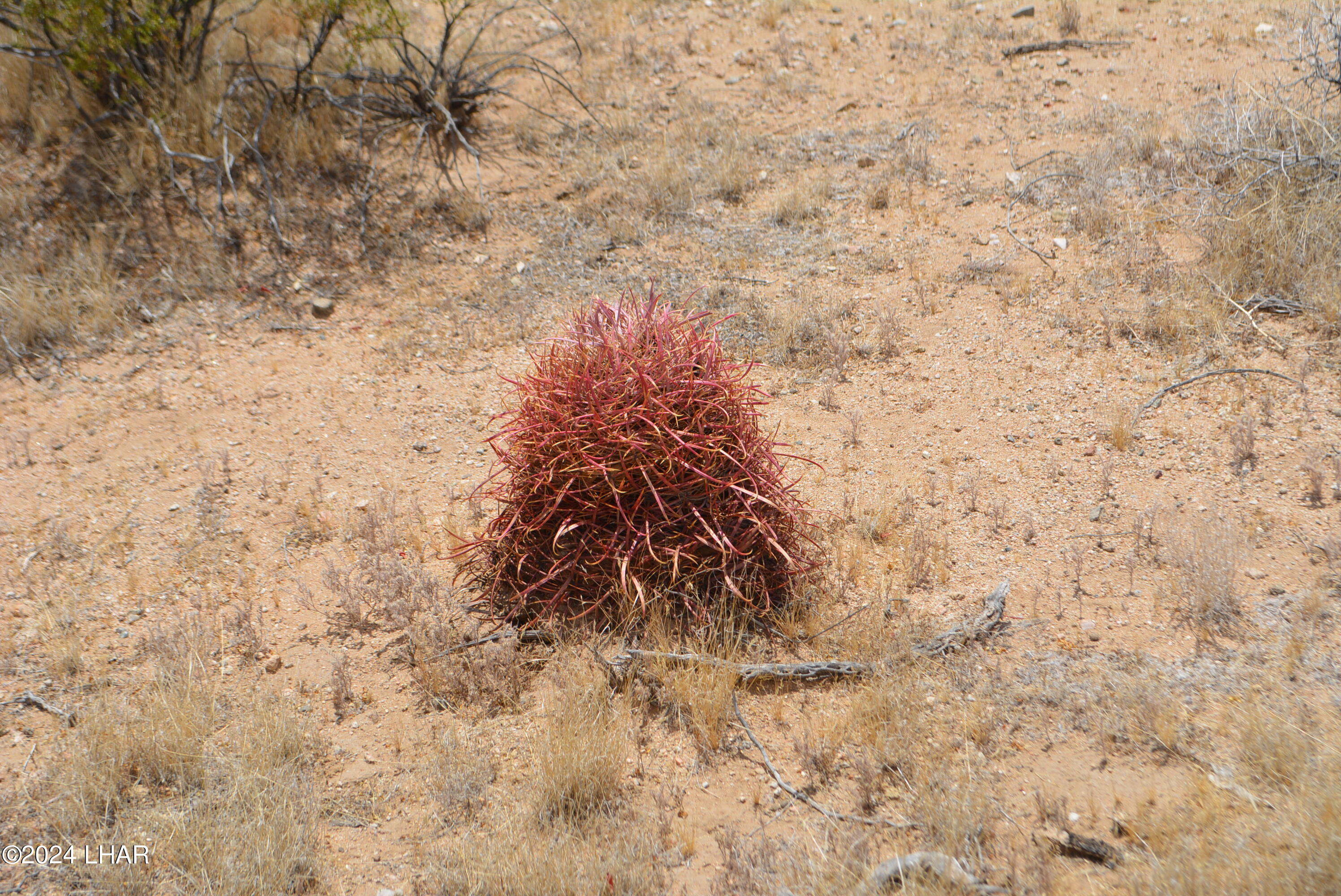 4-lots South 4-lots S Carmen Road Yucca, AZ 86438 - Photo 5 of 28 DSC_0676