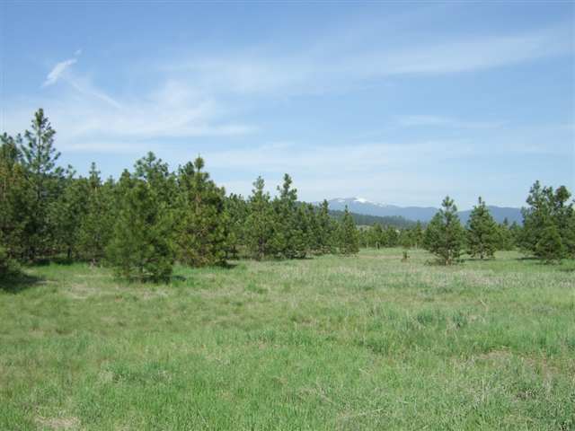 21710 North Hardesty Road, Unit LOT A Colbert, WA 99005 - Photo 6 of 9