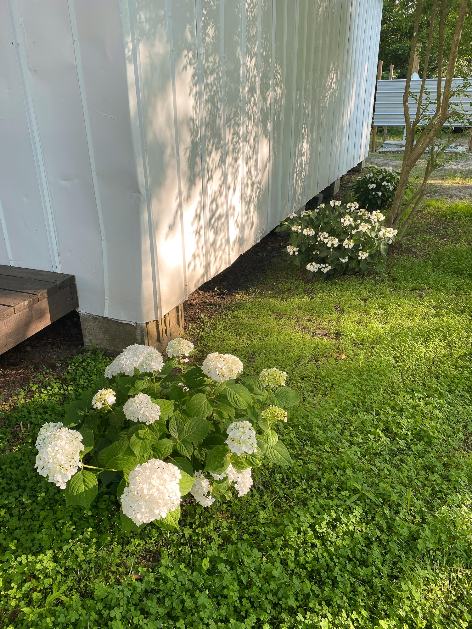 2269 Highway 61 Ridgeville, SC 29472 - Photo 91 of 100 MelissaMileyPhoto-141