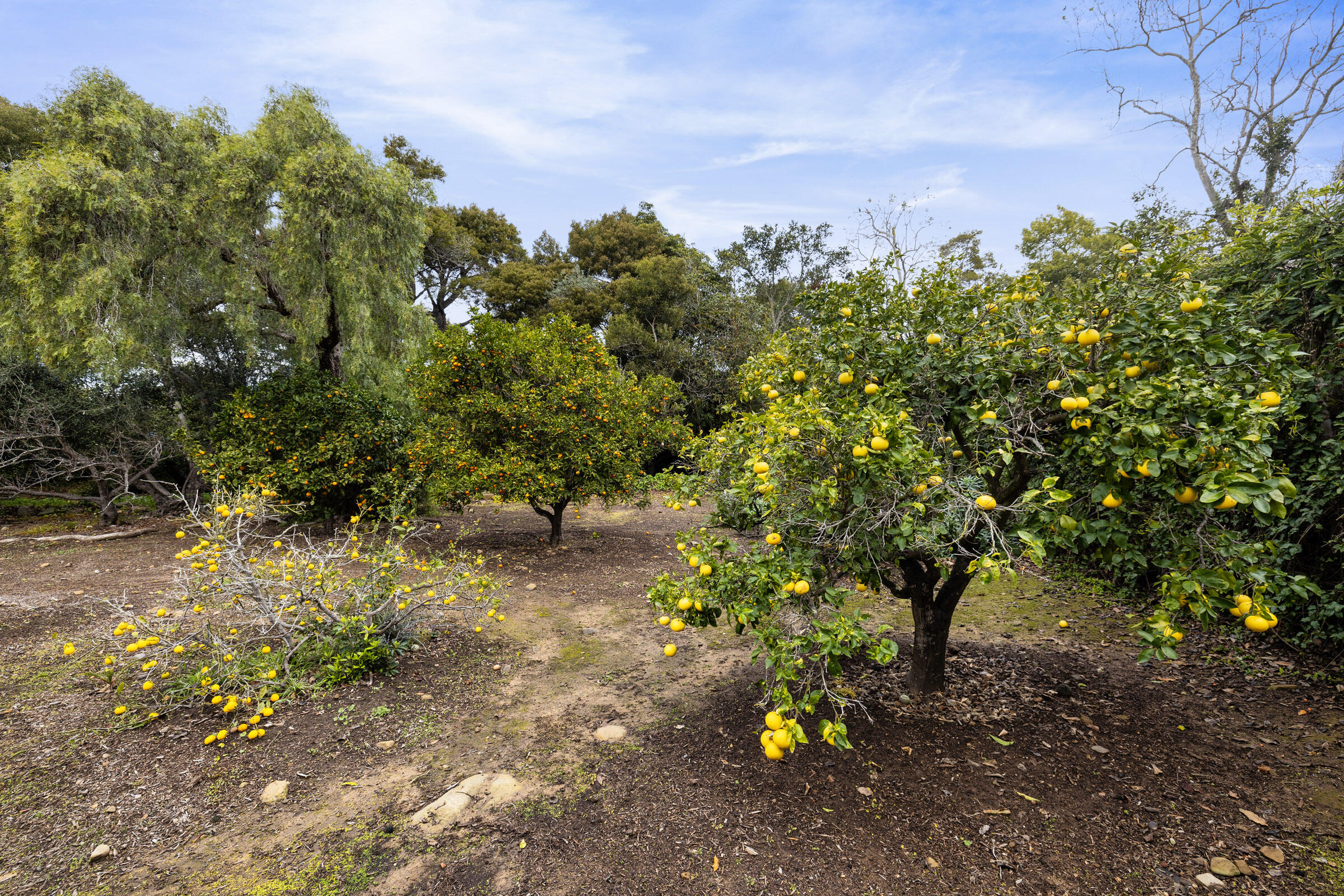 472 Santa Rosa Lane Montecito, CA 93108 - Photo 7 of 28 Citrus Trees