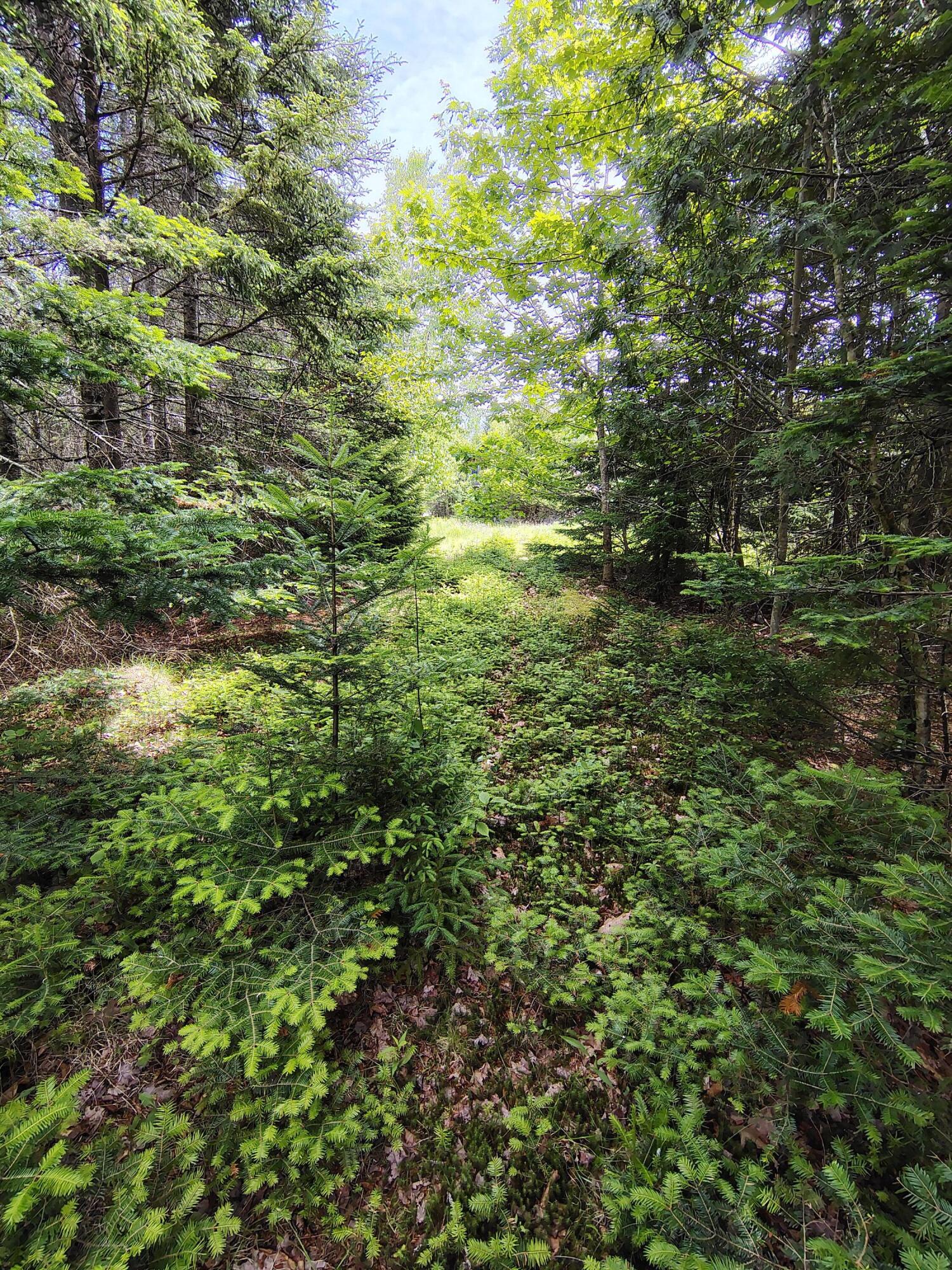 916 U.S. Rte 1 Jonesboro, ME 04648 - Photo 4 of 17 Driveway