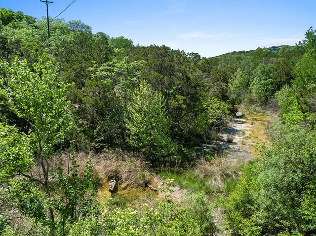 a view of a forest with a tree