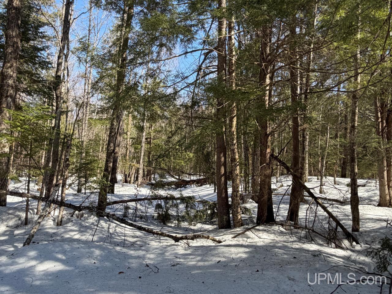 40-acres Dukes Road Skandia, MI 49885 - Photo 6 of 24