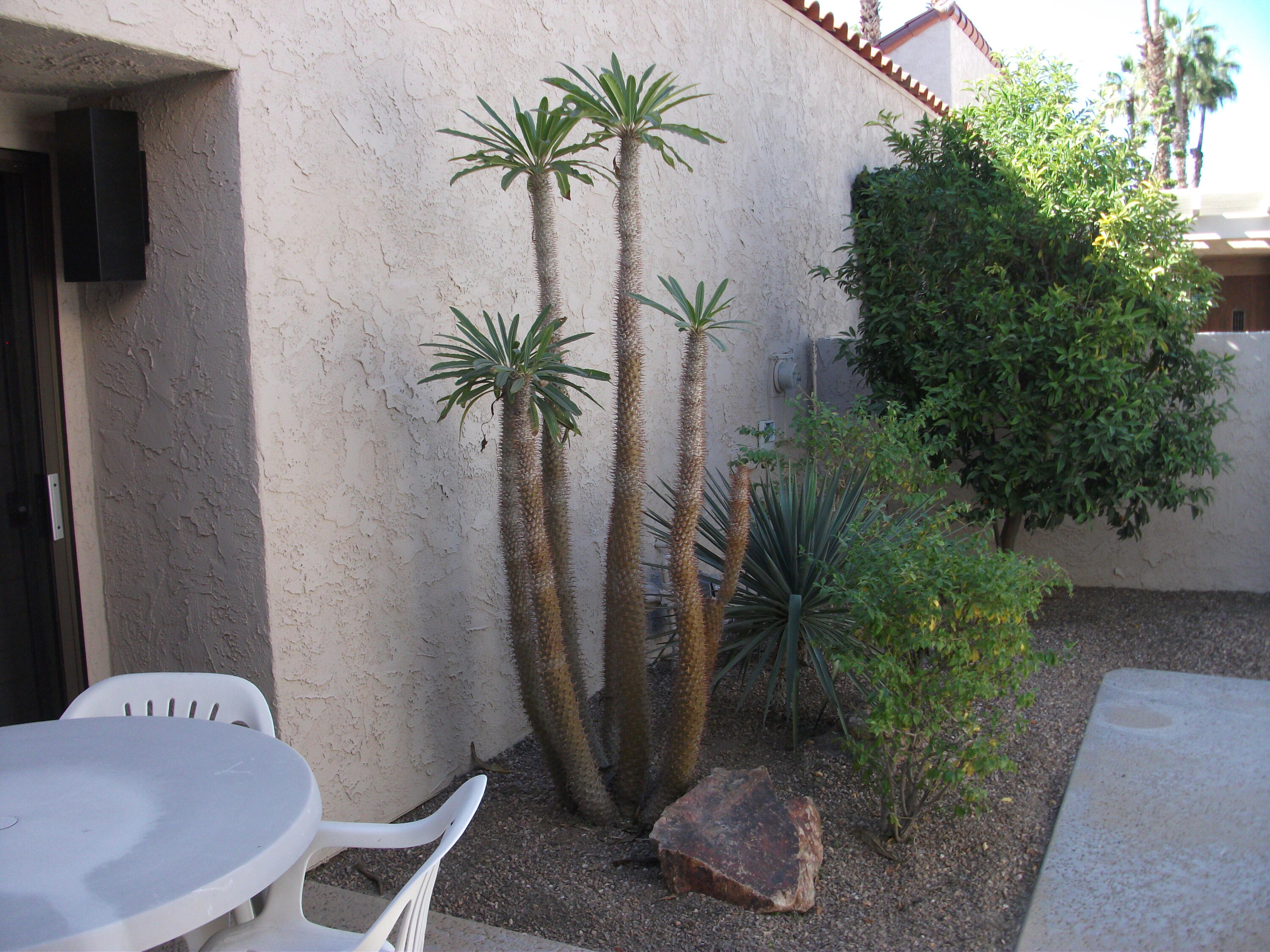 107 Racquet Club Drive South Rancho Mirage, CA 92270 - Photo 31 of 41 DSCF8419