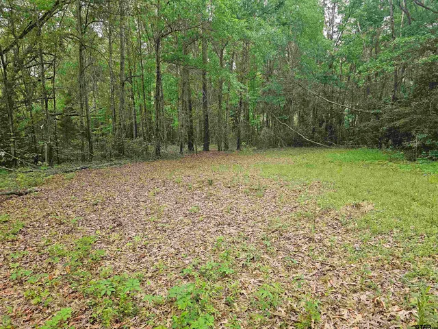 a view of a yard with a trees